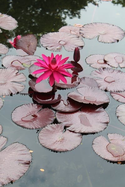Pink water lily with fanned petals floating on dark purple pads and reflective water with a tall closed bud.