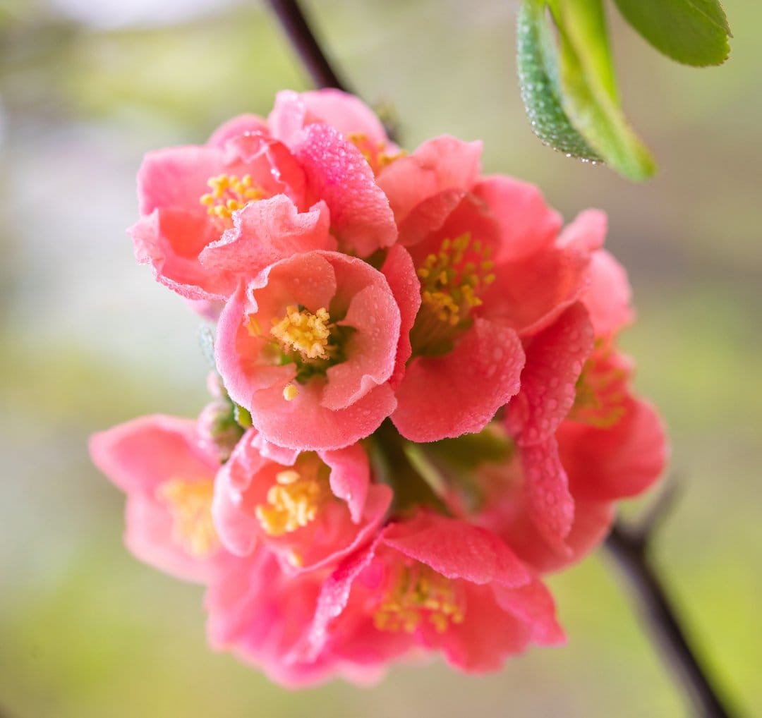 Pink quince blossoms covered in tiny water droplets against a blurred green background with yellow stamens visible.