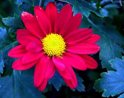chrysanthemum, red flower, yellow center, floral photography, nature, flower close-up, blooming, botanical, garden flower, vibrant colors, petal details, macro photography, autumn flower, daisy-like, bright, beautiful, seasonal, plant, horticulture, outdoor, flora
