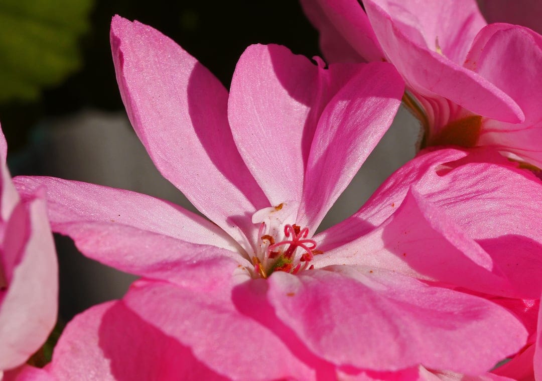 Pink geranium petals with visible veins and yellow stamen set against a blurred green and dark background.