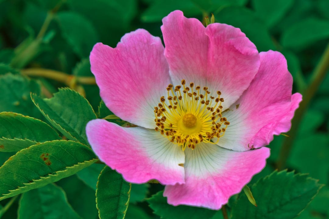 Pink wild rose flower with yellow stamens and green leaves in soft focus against a blurred garden backdrop.