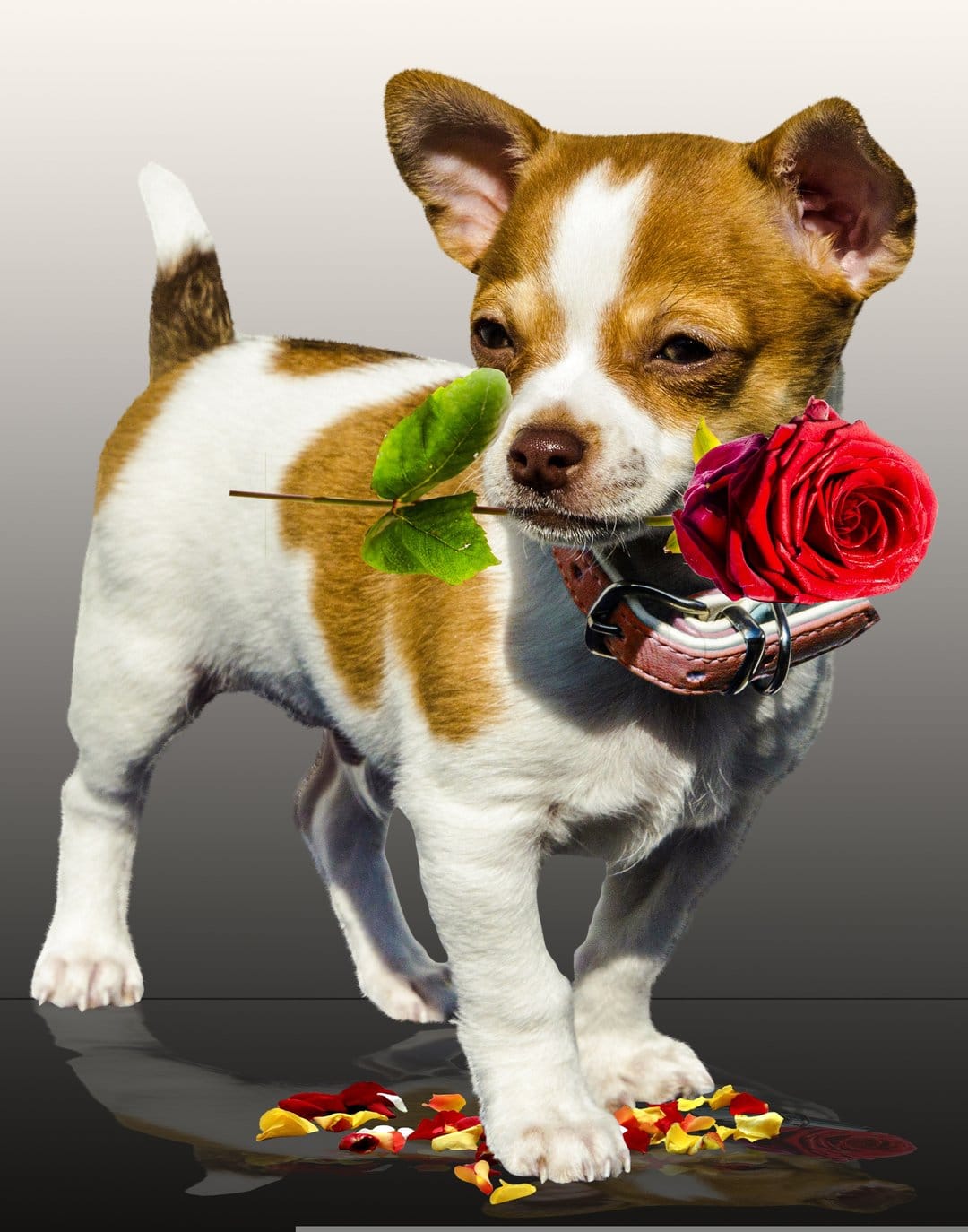 Chihuahua puppy holding a red rose in its mouth while sitting near fallen petals on a reflective surface.