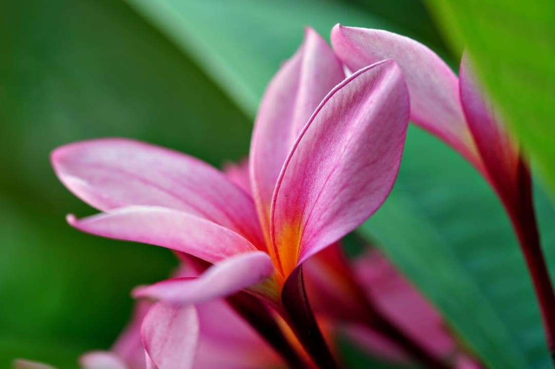 Pink plumeria flower with an orange center and soft petals against a blurred green tropical leaf background.