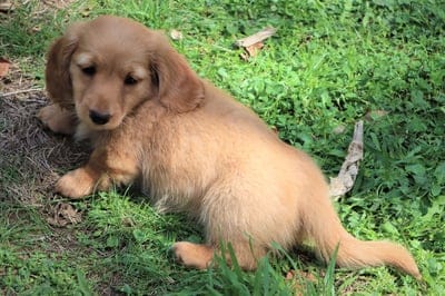 looking,tan,HD wallpaper,long-haired miniature dachshund,puppy,beautiful wallpaper,cool backgrounds,sausage dog,pet,hair,desktop backgrounds,sweet,cute,free background,friend,full HD wallpaper,blue eyes,4K wallpaper,mac wallpaper,wallpaper HD