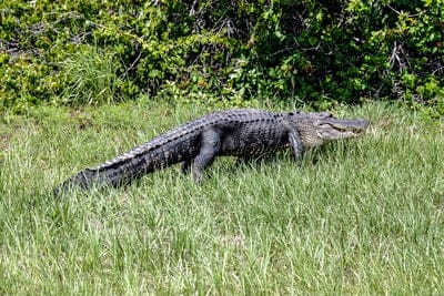 Crocodile wallpaper,Crocodile,Crocodile desktop wallpaper,wildlife,animal