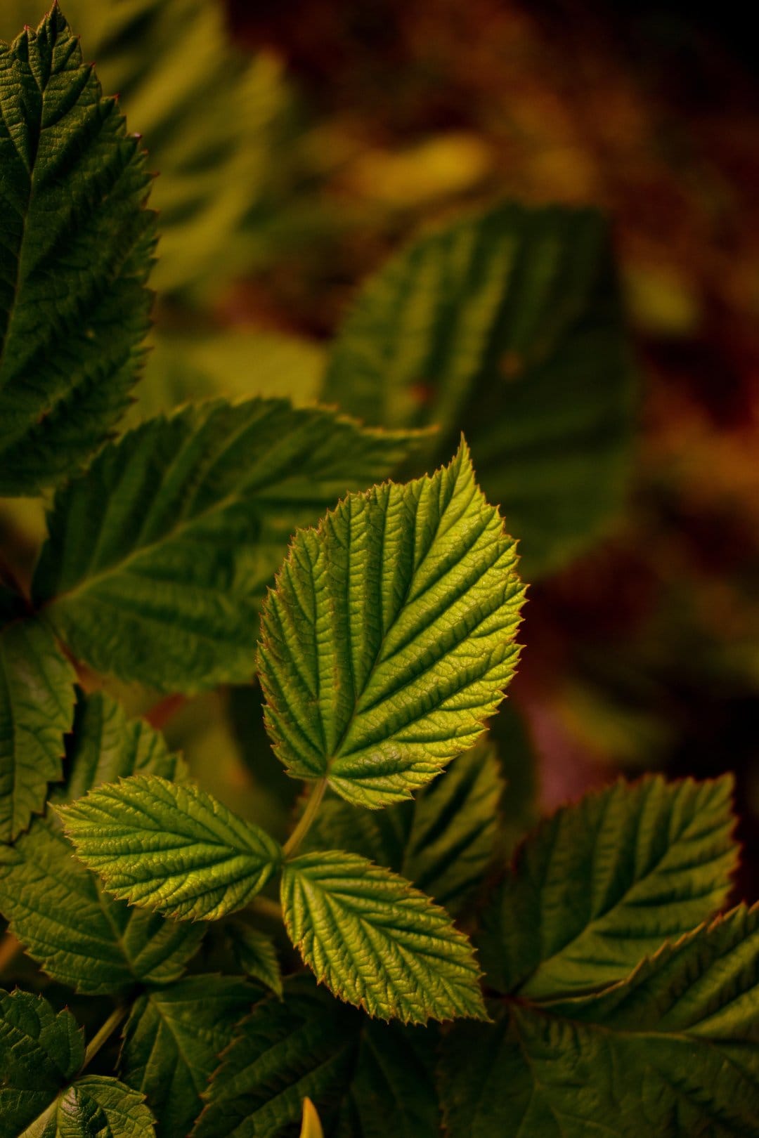 Green raspberry leaves with serrated edges and visible veins glow under bright sunlight against a blurred background.