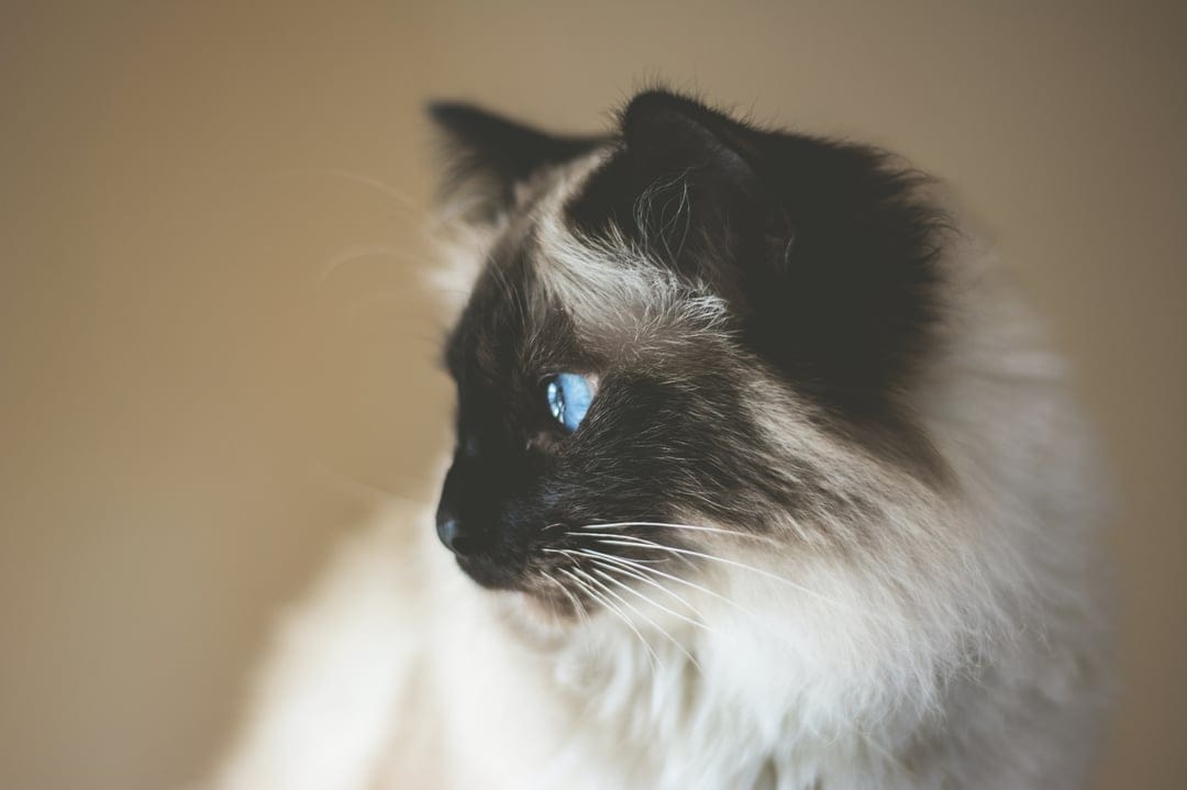 Siamese cat with bright blue eyes and cream fur stares forward against a blurred, soft-focus background.