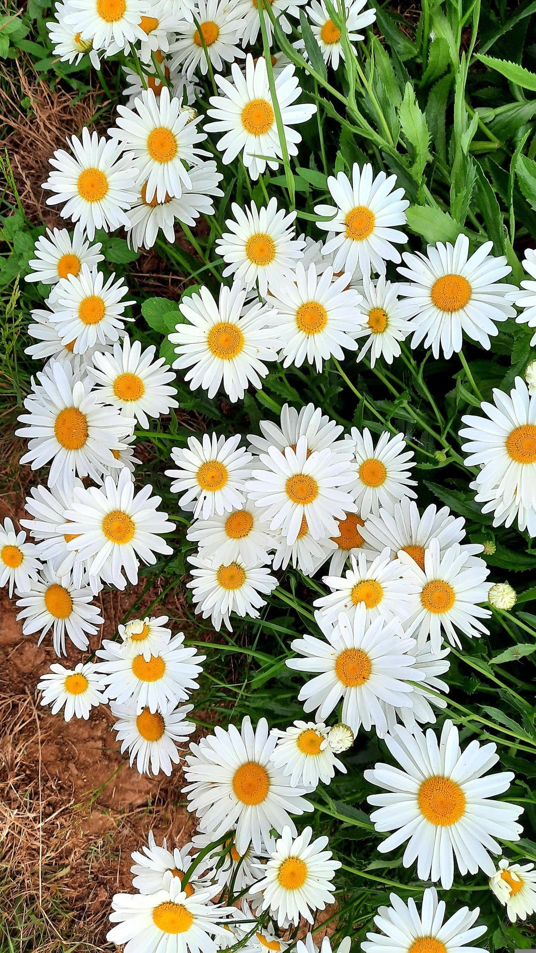 White daisies with bright yellow centers grow densely in a lush green meadow under soft natural light.