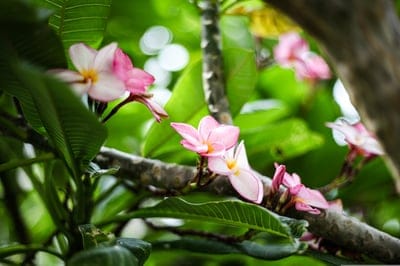 Pink and white plumeria blossoms with yellow centers cluster on a branch amidst blurred green leaves.