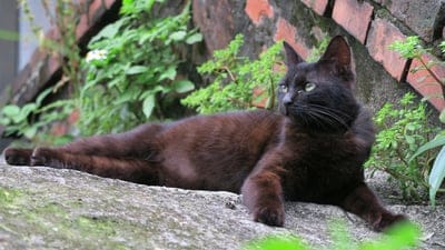 Black cat with green eyes reclining on gray stone near a red brick wall and green garden plants outdoors.