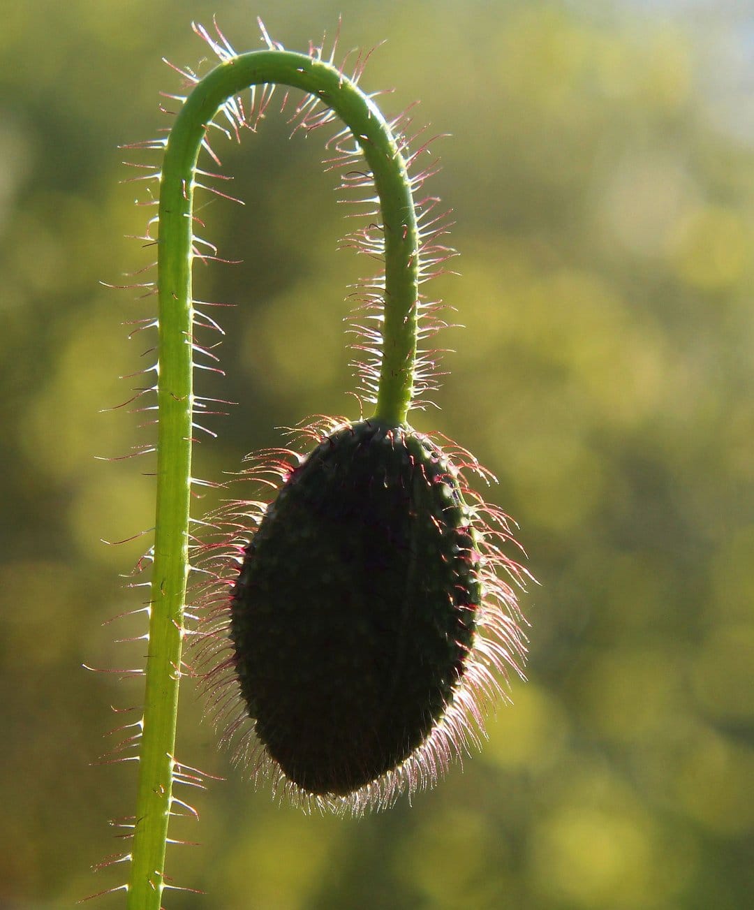 Poppy bud with tiny translucent hairs on a curved green stem glows under warm sunlight against a soft bokeh.