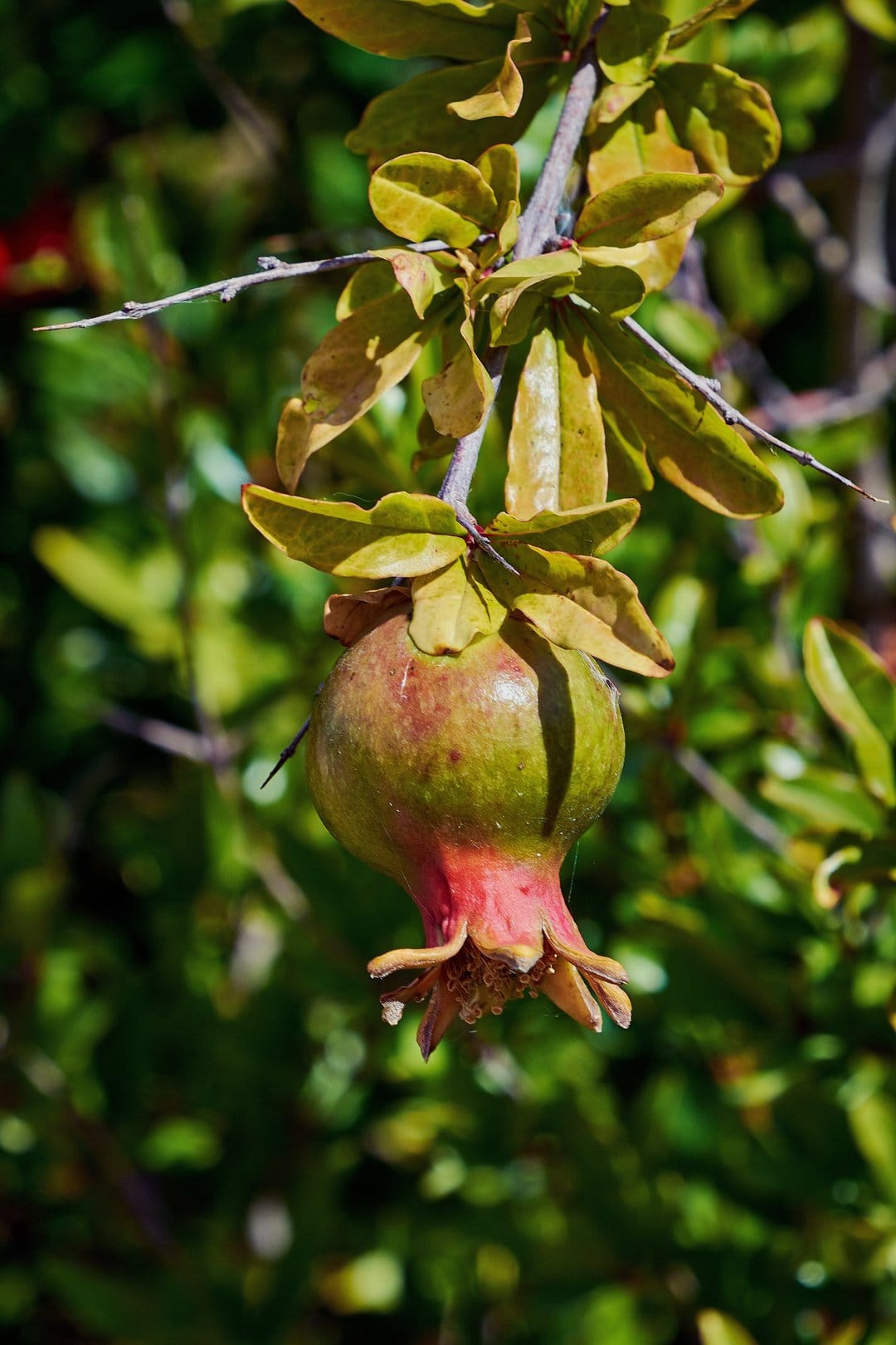 Small pomegranate fruit showing a red blush hangs from a branch with green leaves and a blurred background.