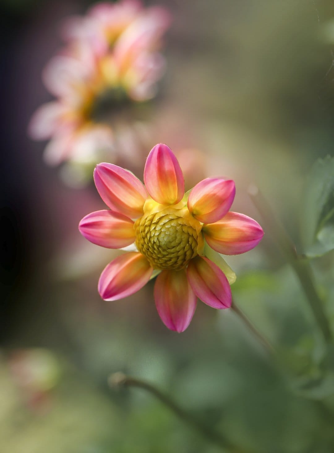Pink and yellow dahlia flower petals unfurl around a green center with a soft bokeh background in macro detail.