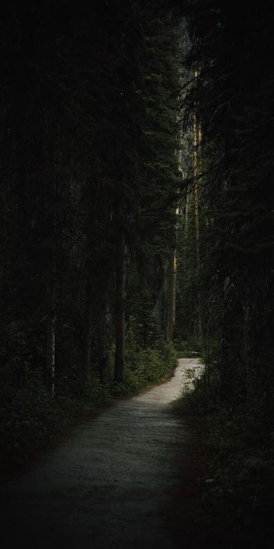 Forest, path, dark, mysterious, secluded, nature, trees, wilderness, quiet, tranquil, serene, deep woods, adventure, exploration, hiking, shadows, peaceful, outdoors, natural beauty, trail.