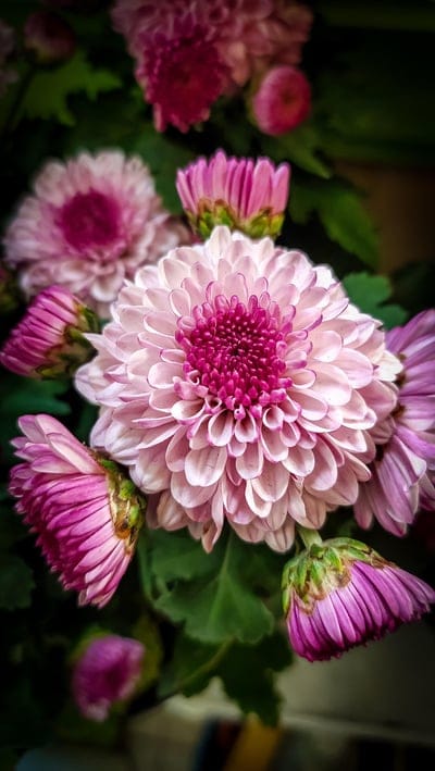 Pink chrysanthemum flower shows layered magenta petals against a soft-focus blurry green and pink background.