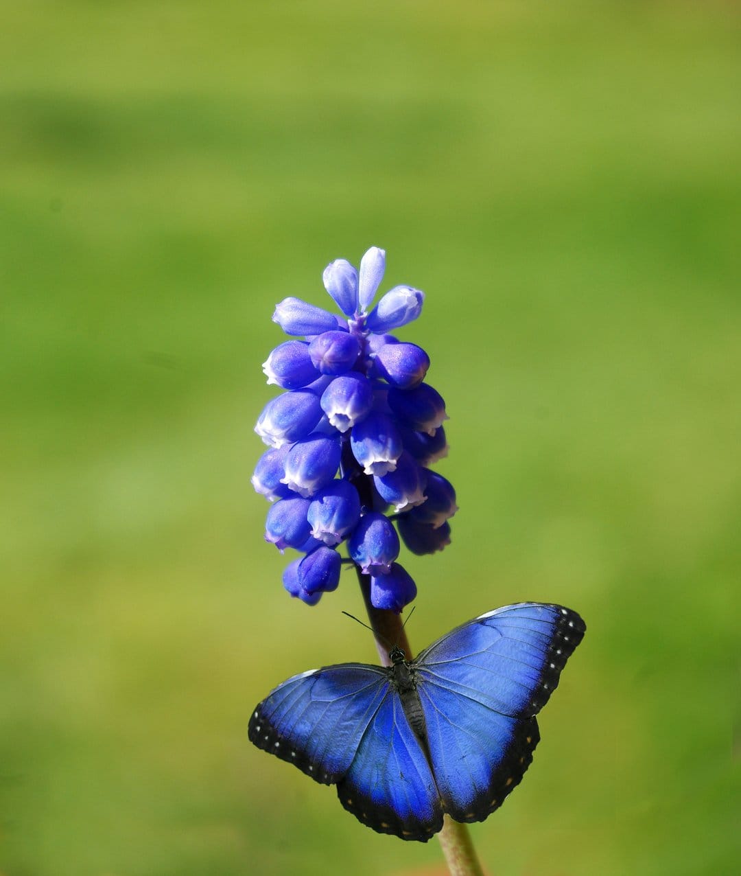 Blue butterfly with black-edged wings perched on a purple grape hyacinth flower against a soft green background.