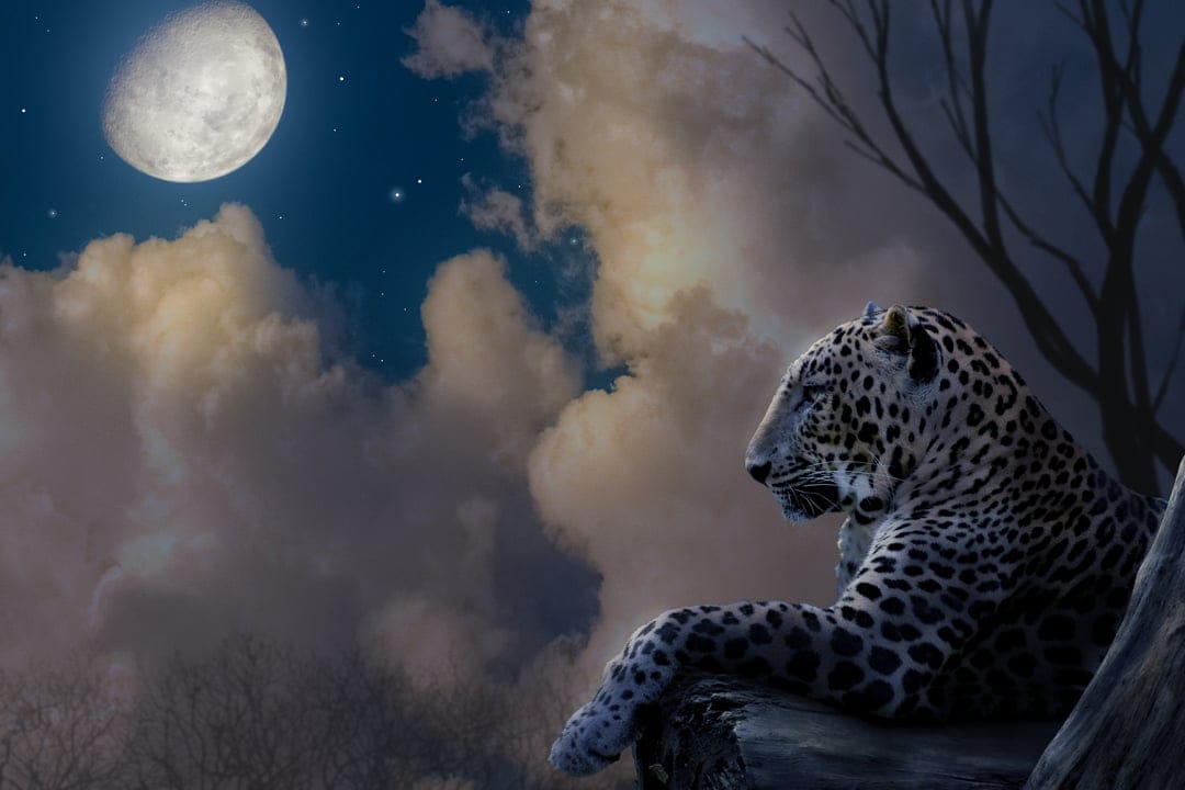 Leopard rests on dark rocks beneath a large glowing moon and a starry sky during a quiet, cloudy night.