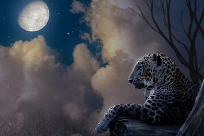 leopard,sky background,wallpaper hd,animal,wildlife,beautiful nature,nature,pet,forest,wallpaper 4k,cat,mac wallpaper,free wallpaper,night sky,laptop wallpaper,moon,beautiful wallpaper,clouds,nature background,free background
