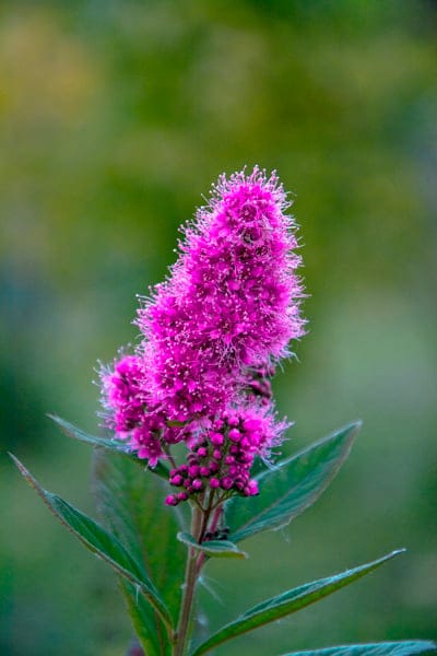 Pink spirea flower clusters with fuzzy textures bloom against a soft, out-of-focus green garden background.