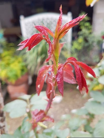 Red rose sapling leaves with serrated edges and dewdrops sit against a blurred garden with terracotta pots.