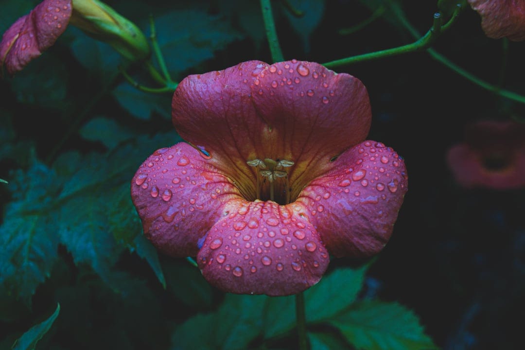 Pink trumpet vine flower covered in clear water droplets against a dark green leafy background in a close-up view.