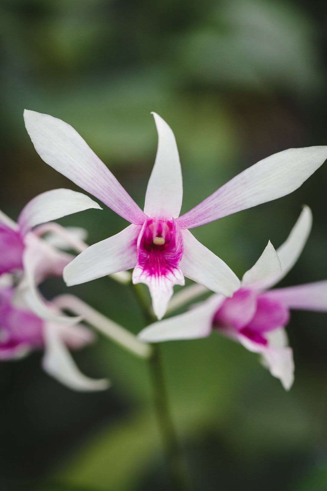White orchid petals with pink centers showcase intricate textures against a soft-focus bokeh background.