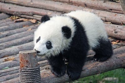 Panda,Panda  wallpaper,Panda  desktop wallpaper,animal,wildlife wallpaper