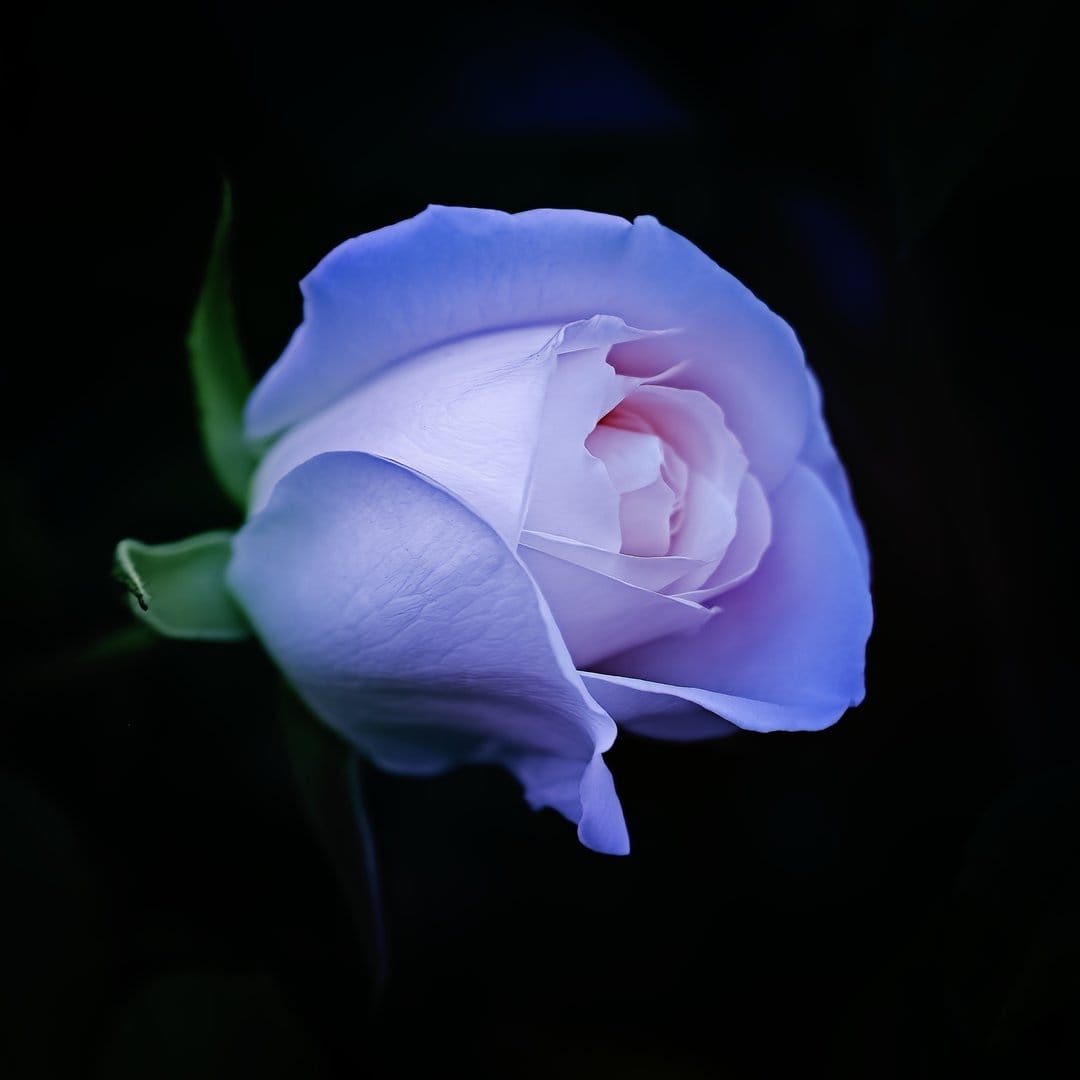 Blue rose bud with lavender edges and a white center sits against a pitch black background in a macro portrait.
