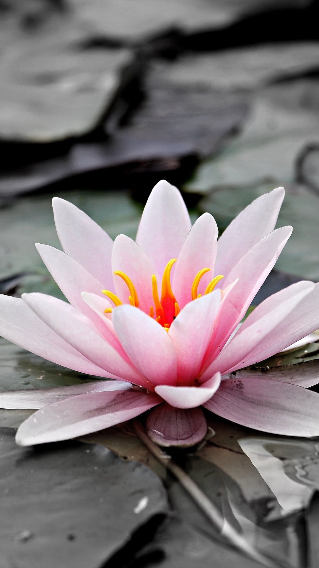 Pink water lily with a yellow center blooms in a pond surrounded by desaturated green and grey lily pads.