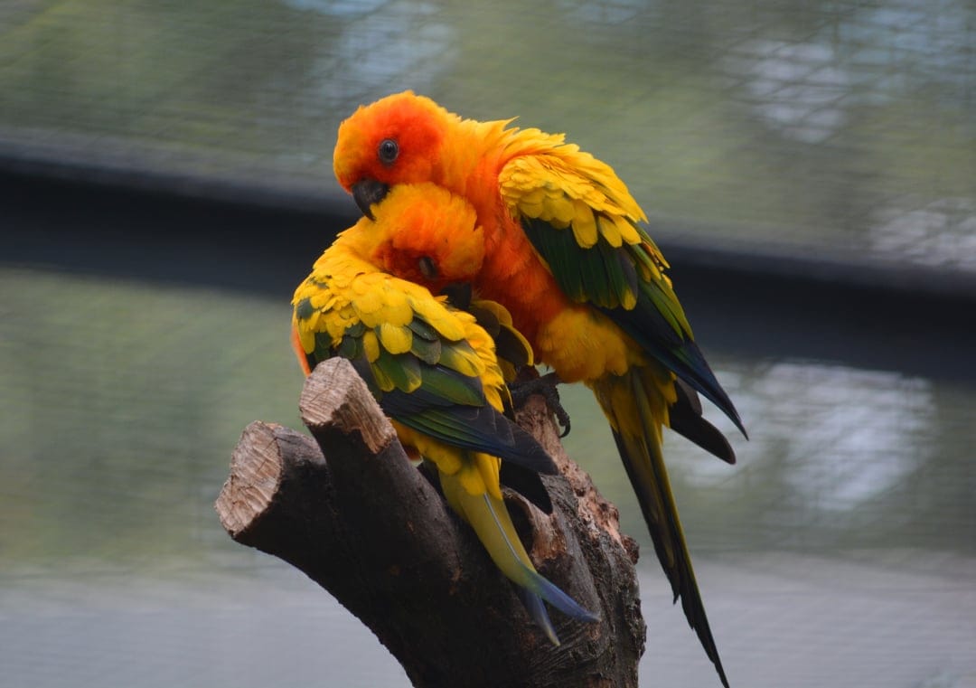Two orange and yellow sun conures huddle together on a textured tree branch against a blurred green background.