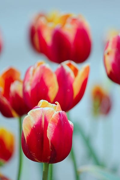 Red tulips with yellow edges appear in a macro close-up with a blurred green and floral garden background.