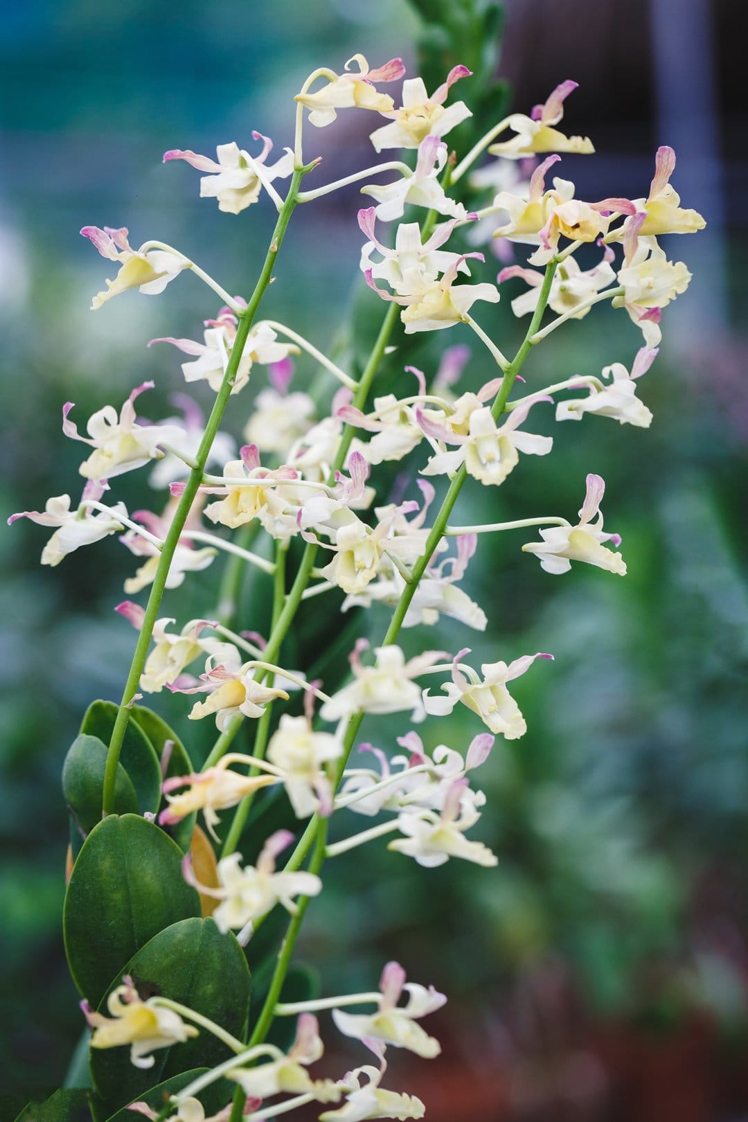 White and yellow orchids with pink tips bloom against a blurred green and blue background in a macro shot.