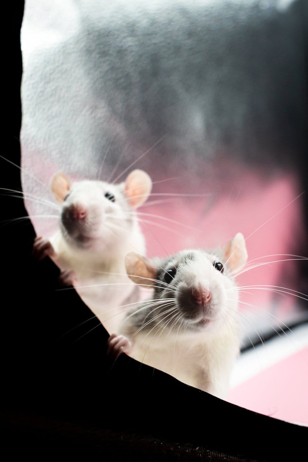 Two white pet rats with pink ears and long whiskers peek over a dark curved edge against a black background.