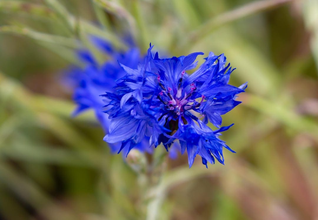 Blue cornflower featuring detailed fringed petals and a violet center against a blurred green meadow backdrop.