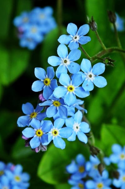 Blue forget-me-not flowers with yellow centers clustered on stems against a soft-focus green bokeh background.