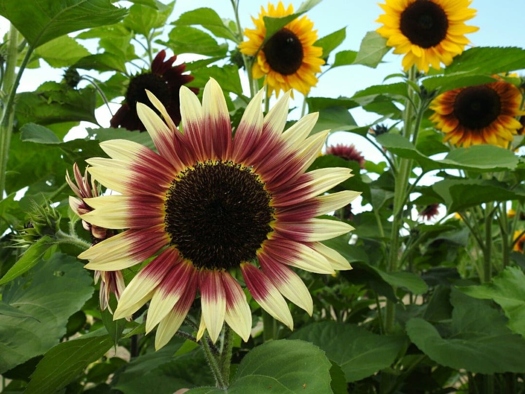 Bicolored sunflower with maroon and yellow petals blooming amidst deep green foliage in a sunlit garden.