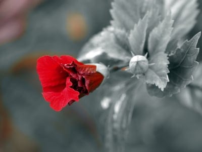 Red hibiscus flower bud unfurling amidst desaturated gray leaves in a vertical macro botanical study.
