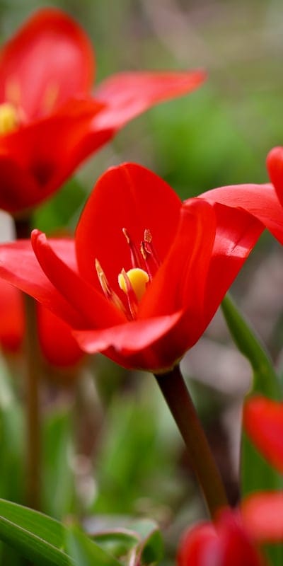 fusilier tulip,multi-flowered tulip,nature,red flowers,beautiful flowers,flower wallpaper,flower background,tulips,petals,flower,blooms,blossoms