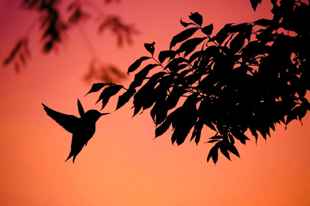 Hummingbird hovers with wings extended against a glowing orange and pink sunset sky framed by dark tree branches.