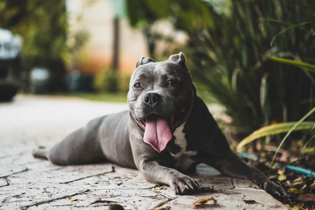 Blue pitbull dog with tongue out lying on a stone path surrounded by lush green garden leaves and soft sunlight.