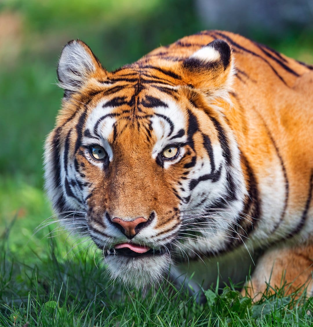 Bengal tiger face with yellow eyes and pink tongue crouching in green grass with a soft bokeh background.