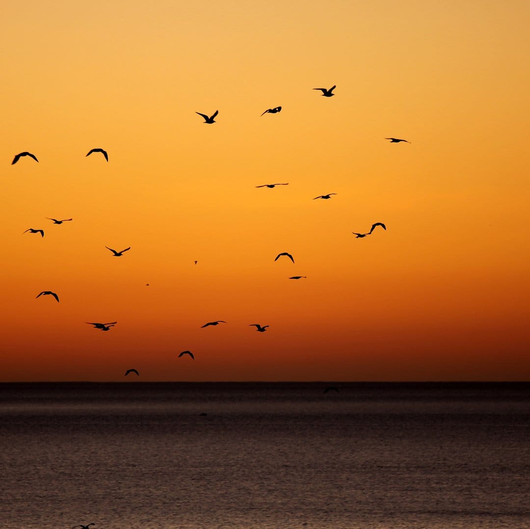 Flock of birds flying in silhouette against a bright orange sunset over the calm horizon of the dark ocean water.