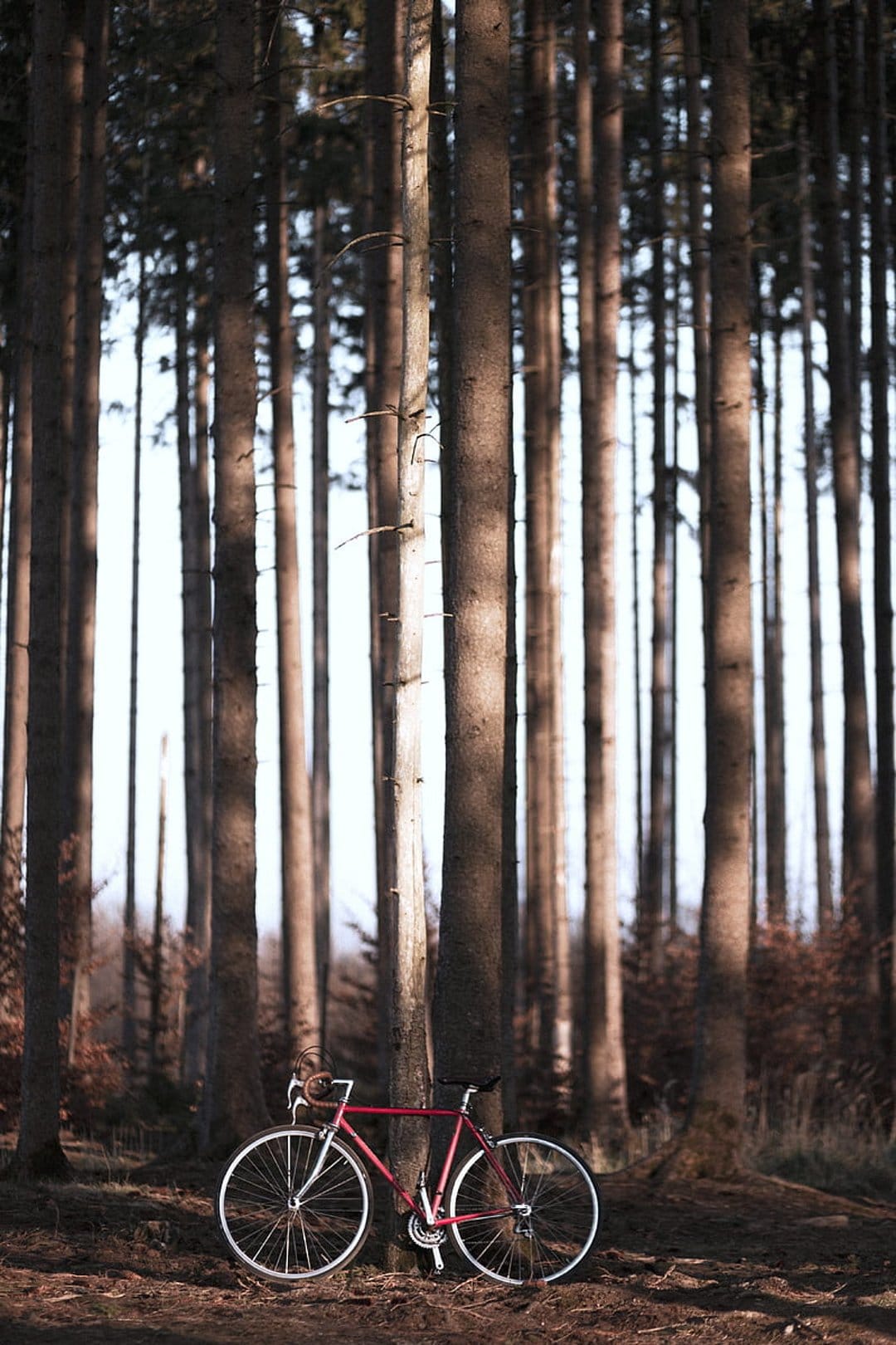 Red bicycle with white tires leaning on a pine tree trunk in a sunlit forest with dappled shadows on the ground.