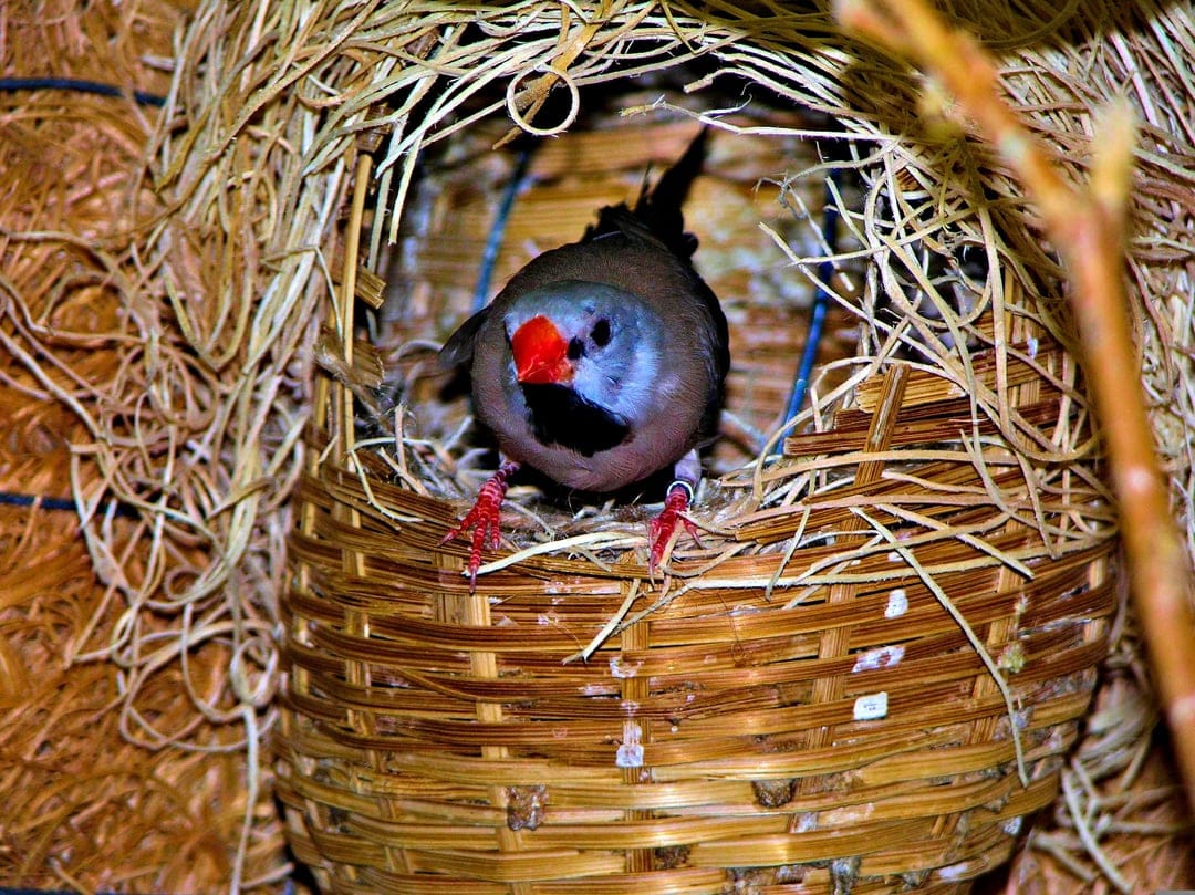 Small grey finch with a bright orange beak and red feet sits inside a woven straw nest with a blurred background.
