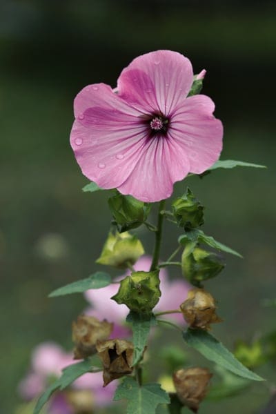 Pink mallow flower with rain droplets and green star-shaped seed pods against a blurred green garden background.