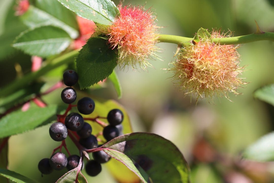 Black cherries and fuzzy pink galls grow on a green leafy branch with a soft blurred outdoor background.