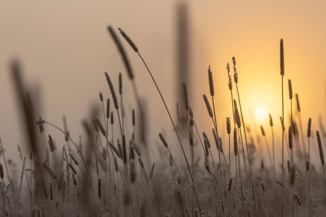 Grass seed heads catch golden sunrise light in a blurred meadow field, creating a warm bokeh background.