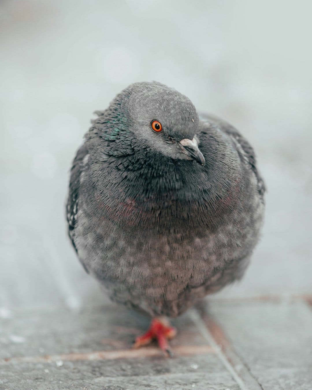 Gray pigeon with an iridescent neck and bright orange eyes perches against a soft blurred neutral background.