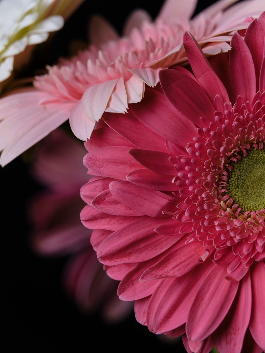 Fuchsia gerbera daisy featuring a lime green center and layered petals against a dark, out-of-focus background.