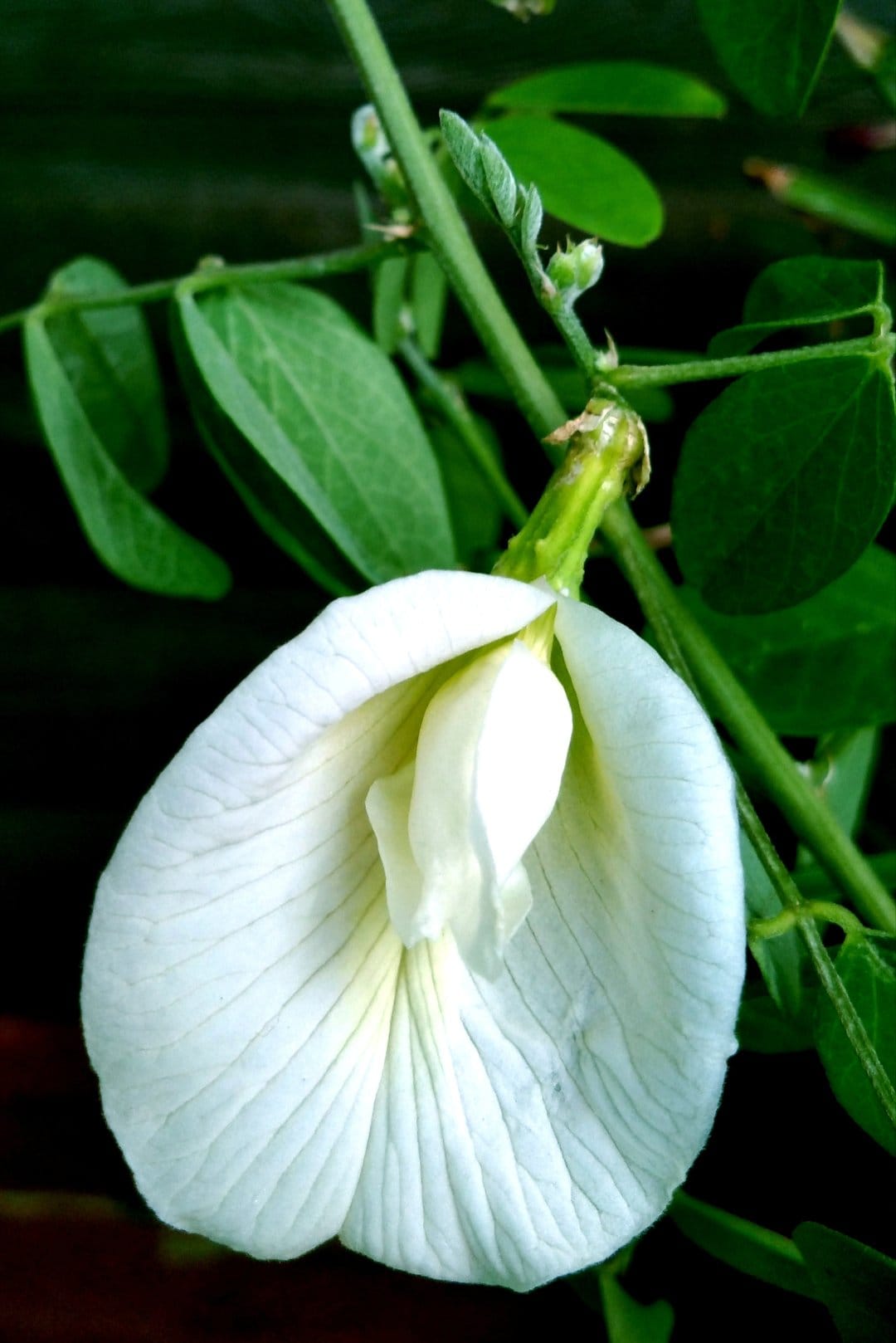 White butterfly pea flower with translucent petals blooming on a leafy green vine in a close-up macro view.